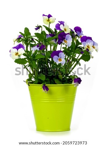 pansy flowers on white background 