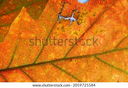 Close-up picture of red autumn leaf. Macro pattern