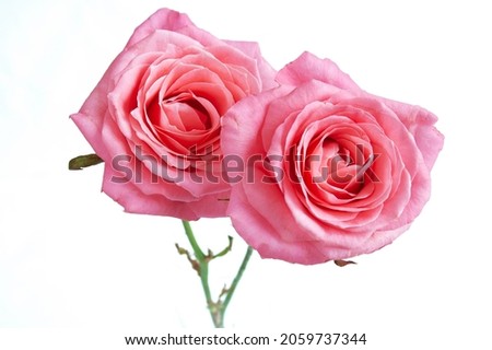 Two beautiful pink roses bunch isolated on white background, closeup