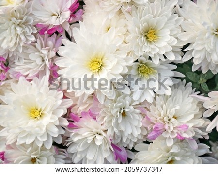 beautiful asters bouquet background, outdoors, closeup