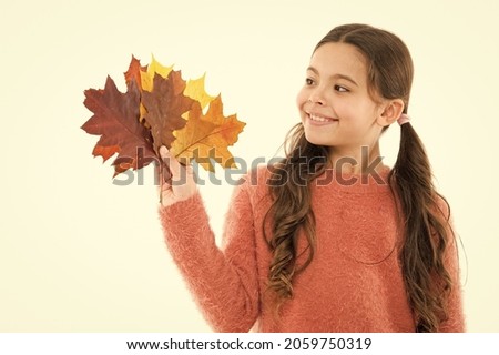 make herbarium with child. school girl leaf bunch. herbarium of fallen oak leaves. small girl maple leaves. child feel unity with nature. collect autumn colors. beauty of fall season. happy childhood Royalty-Free Stock Photo #2059750319