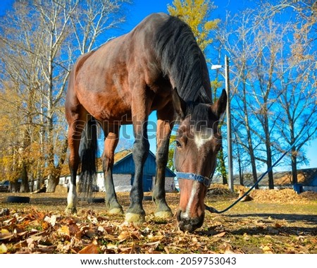 Young horse in the corral, eating dry grass, bottom view, close-up. Thoroughbred thoroughbred horse on a livestock farm. Royalty-Free Stock Photo #2059753043