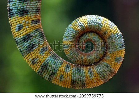 Close up photo of chameleon tail