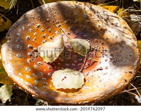 Picture of big mushroom amanita muscaria