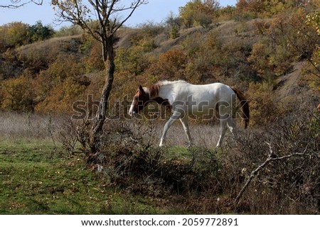 Horse in a field near the village of Sokolinoe (Crimea, Crimean peninsula)