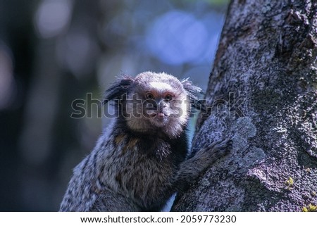 Monkey or tamarin that belongs to the Brazilian fauna, known as marmoset or Sagui Royalty-Free Stock Photo #2059773230