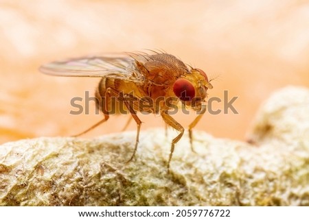 Tropical Fruit Fly Drosophila Diptera Parasite Insect Pest on Ripe Fruit Vegetable Macro Royalty-Free Stock Photo #2059776722