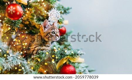 The cat looks out from the branches of a beautifully decorated Christmas tree with red glass balls and garlands of lights. Copy space Royalty-Free Stock Photo #2059778039