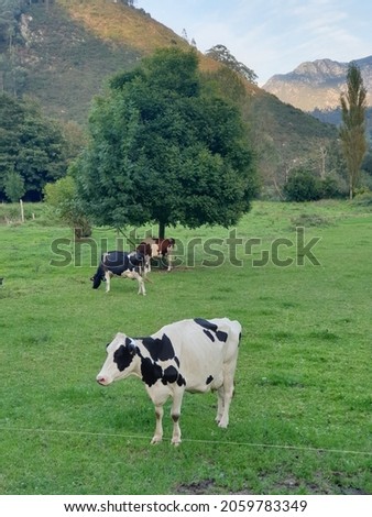 A vertical shot of cows in black and white colors in a field with mountains in the background 