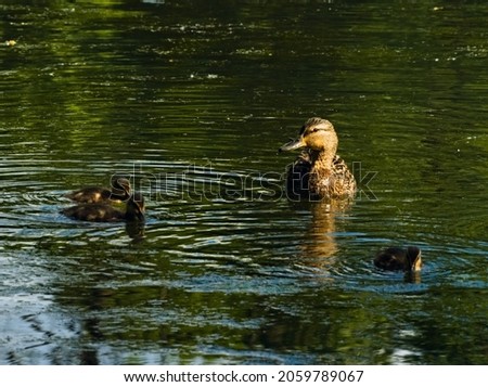 The mallard. (Anas platyrhynchos). Duck in the pond. Duck family in the water. Female with young ducklings