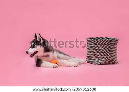 Puppy cute dog of breed siberian husky gray with black and white color on a pink background in the studio. Pets theme. Husky less than one year old in the studio against the background of a pink wall.