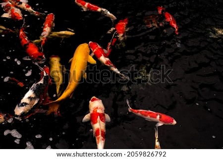 discus fish fish aquarium fauna symphysodon aequifasciatus nature animal swim underwater aquatic aquatic animal scaly
