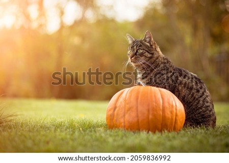 Portrait of a pretty tabby cat sitting in the grass near an orange pumpkin. Autumn mood in the garden. 