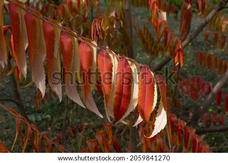 Bright red leaves of Rhus typhina staghorn sumac tree at autumn into city park 