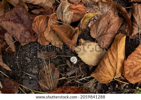 Dry red last autumn tree leaves on dark ground with spiral snail shell nature environment concept