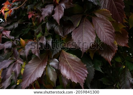 Close up dark purple autumn leaves of Parthenocissus quinquefolia grape plant into city garden 