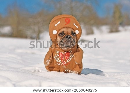French Bulldog dog dressed up with funny Christmas gingerbread full body costume with arms and hat in winter snow landscape