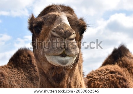 One-humped  Arabian camel (Camelus dromedarius, dromedary) looking at the reader with its shiny cute dark eyes with long lashes in background of backs and humps of its congeners. Close up portrait Royalty-Free Stock Photo #2059862345