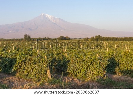 Vineyard on the background of Mount Ararat, Armenia