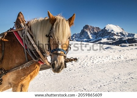 Horse  standing in the snow taking a break after pulling a carriage; in background mountain range of Langkofel Plattkofel at Alpe di siusi  Seiser Alm, South Tyrol  Italy) on cold winter day