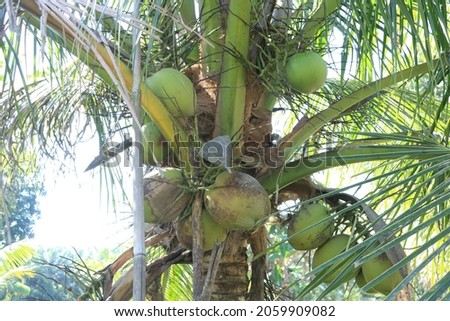 the green coconut tree in the field with many coconut