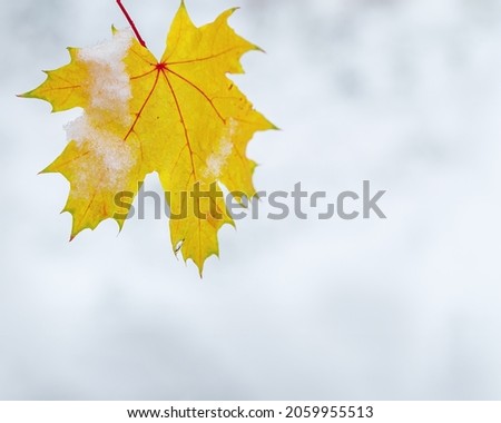 Yellow maple leaf hanging on branch on blurred snowy background with copy space. First snow, winter start concept, natural color bright autumn leaf with snow close up, nature scene, soft focus