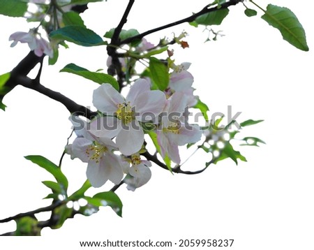 Apple flowers. The inflorescences are white with a faint pink tint. Green slender leaves make up the inflorescences. White stamens and yellow stamens at the tip.
picture on a white background.