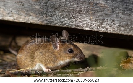 The yellow-necked mouse (Apodemus flavicollis), also called yellow-necked field mouse, yellow-necked wood mouse, and South China field mouse Royalty-Free Stock Photo #2059965023