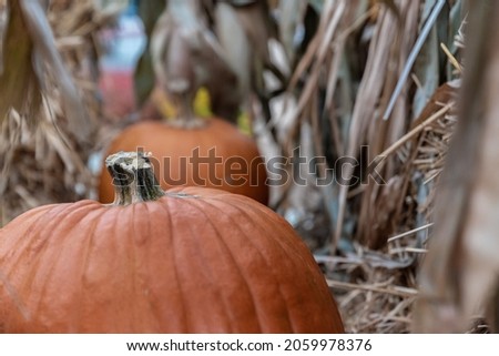 Pumpkins on display. Autumn composition of agricultural products. Pumpkins on straw with corn and colorful flowers. Halloween decorations.