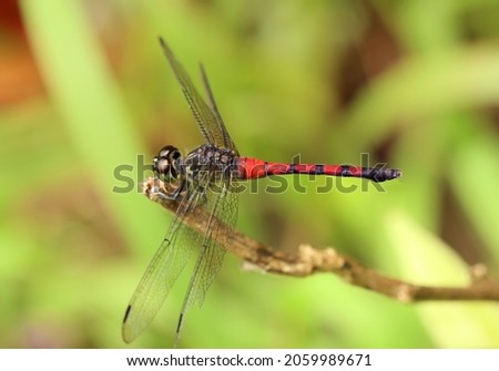Orthetrum villosovittatum, a red big dragonfly from Indonesian New Guinea