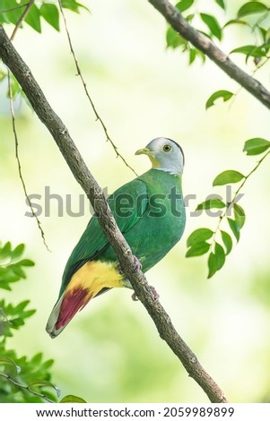 The attractive Black-naped Fruit Dove posing on a branch