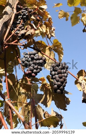 big and beautiful grapes in the vineyard, autumn, sunny day. Two bunches of ripe grapes, flavored.