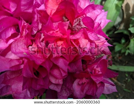 beautiful little pink flower photo

