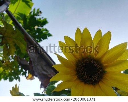 Beautiful yellow sunflowers with a background sky in the morning 