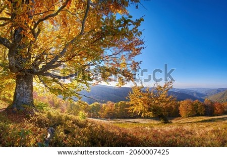 Sunny autumn morning in the mountains. Sunlight shines through the golden leaves of the old beech. Amazing mood of golden autumn