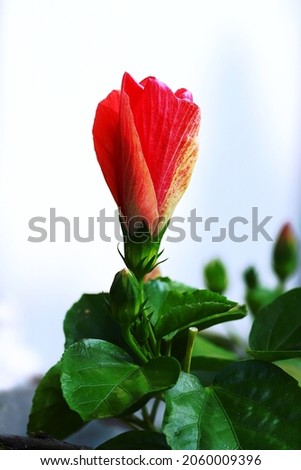 Red hibiscus bud going to bloom, isolated on white background