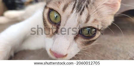 Cute Picture of Cat's Face and Eyes