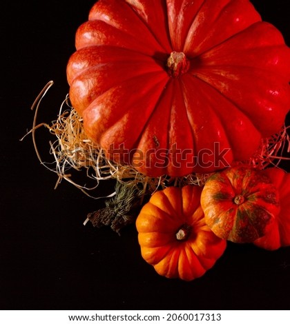 halloween pumpkins fresh orange and black
