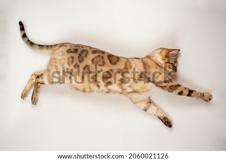 a big snow Bengal cat lies on its side and pulls its paws