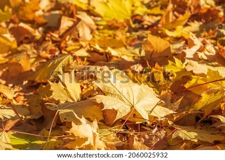Yellow maple leaves on green grass in the park in autumn. Autumn concept, changing seasons in nature