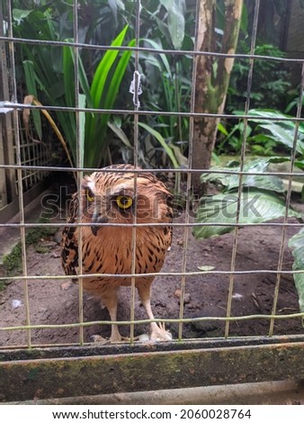 a picture of a javan owl in a Gembira Loka zoo
