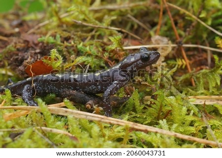 Closeup on an adul male of the endangered Caucasian salamander , Mertensiella caucasica, in green moss