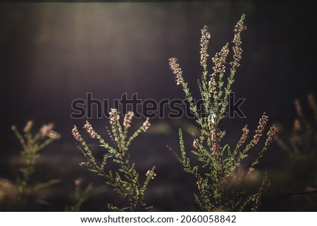 a beautiful heather forest background.a warm sunny picture of heather flowers in bloom autumn morning woods .