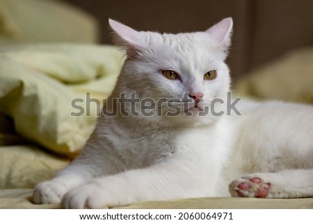 A white cat with yellow eyes lies quietly on a yellow bed in a home environment. Emotional portrait of a pet in the interior.
