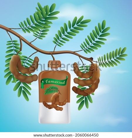 Tamarind leaf branches tamarind fruit tamarind shampoo bottle. Royalty-Free Stock Photo #2060066450