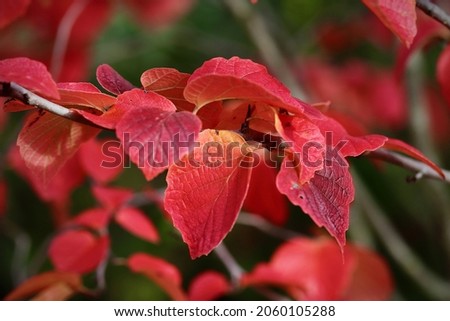 Autumn Colors Fall Red Foliage Branch Leaves Plant