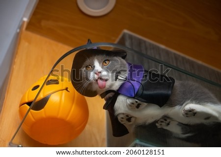 a british shorthair cat with Halloween dress and lying down on glass