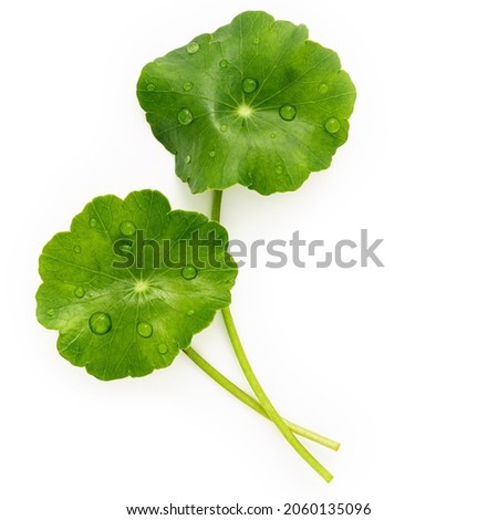 Close up centella asiatica leaves with rain drop isolated on white background top view. Royalty-Free Stock Photo #2060135096