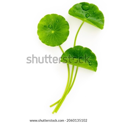 Close up centella asiatica leaves with rain drop isolated on white background top view. Royalty-Free Stock Photo #2060135102