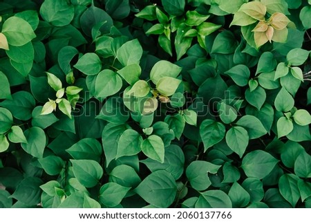 Green Leaves Pattern Background, nature lush foliage leaf texture , tropical leaf,concept abstract dark green leaves texture, nature background